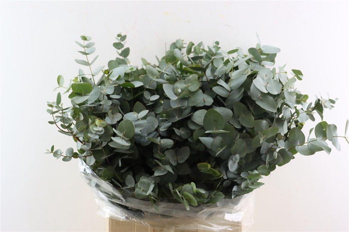 <h4>Euca Cinerea 400gr South Africa P Bunch</h4>
