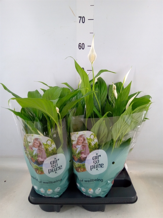 <h4>Spathiphyllum  'Pearl Cupido'</h4>