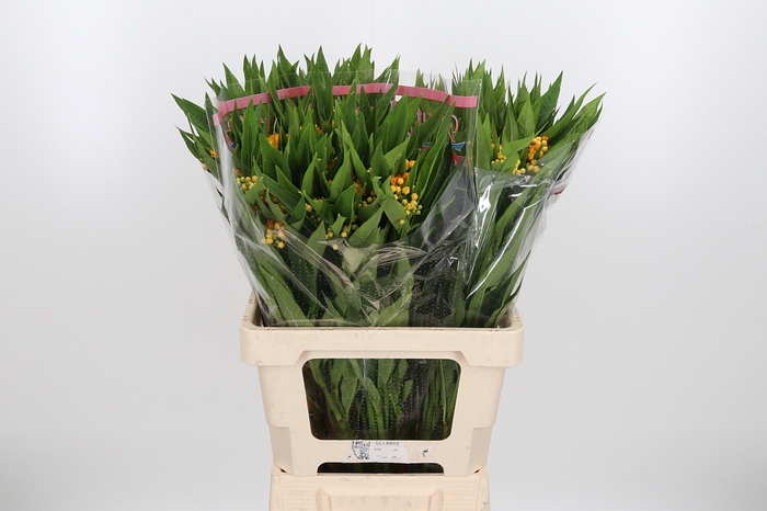 <h4>Asclepias Silky Gold</h4>