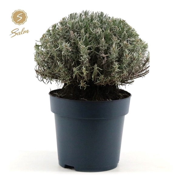 <h4>Lavandula ang. 'Felice Premium Provence'® P24</h4>