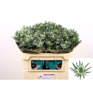 Eryngium Sirius Questar