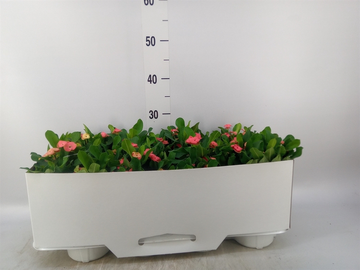 <h4>Euphorbia milii 'Vulcanus'</h4>