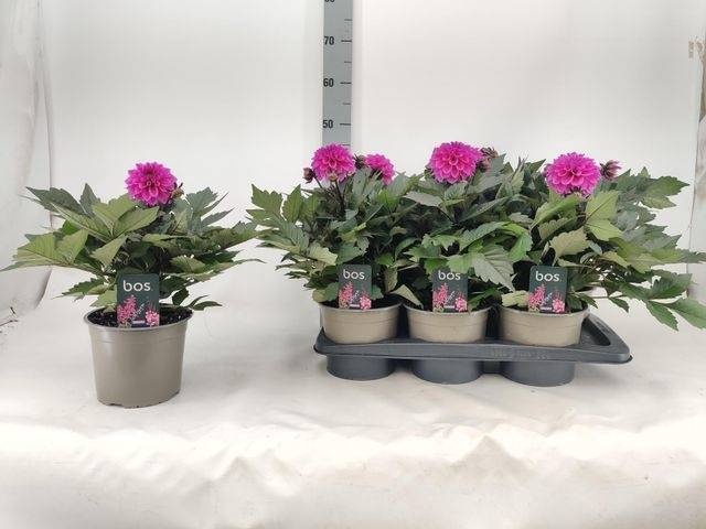 <h4>DAHL D M NEON LILAC</h4>