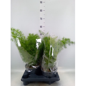 Asparagus dens. 'Sprengeri'