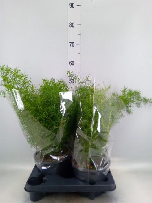 <h4>Asparagus dens. 'Sprengeri'</h4>