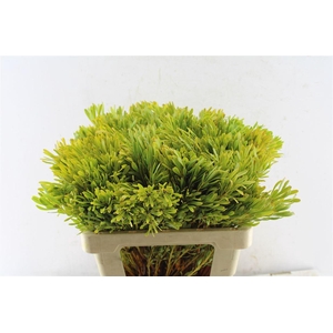 Leucad Platyspermum