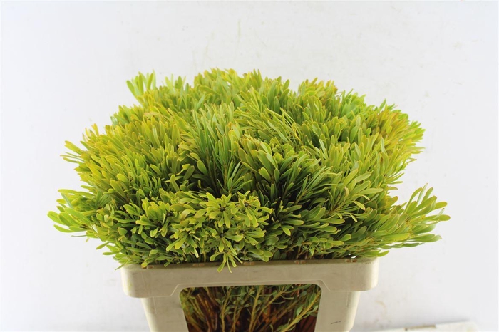 <h4>Leucad Platyspermum</h4>