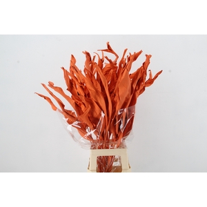 DF Strelitzia Leaf Orange