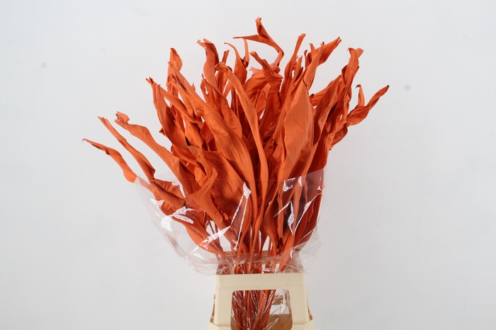 <h4>DF Strelitzia Leaf Orange</h4>
