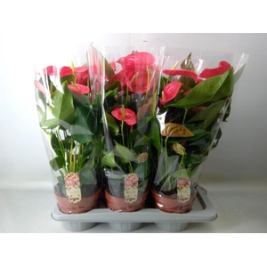 Anthurium andr. 'California'