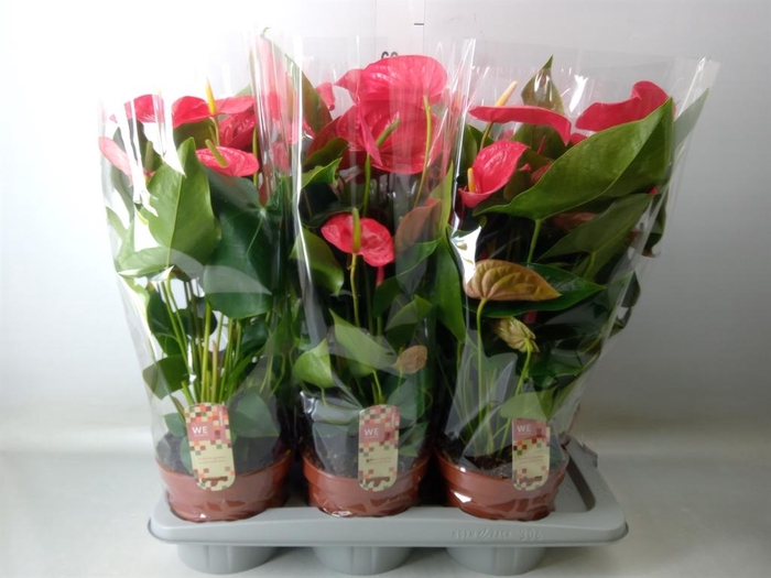 <h4>Anthurium andr. 'California'</h4>