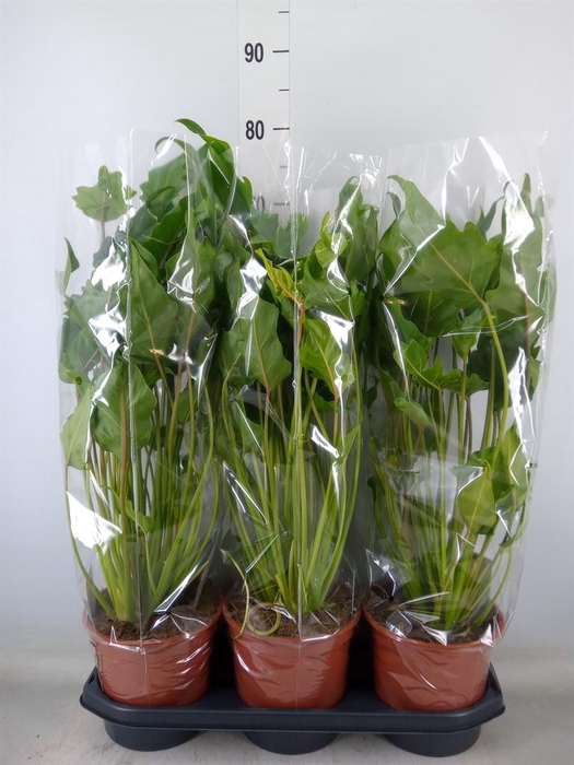 <h4>Philodendron xanadu</h4>