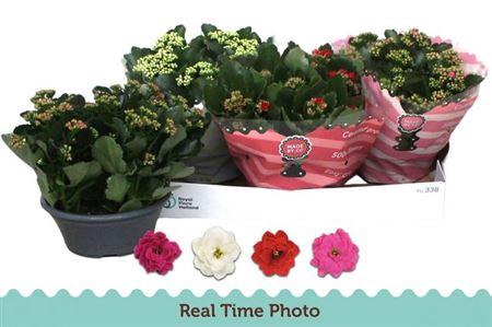 <h4>Kal Ge Gem 4 Kl</h4>