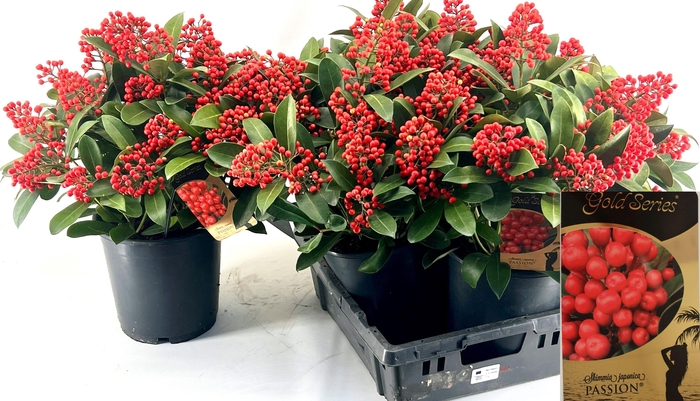 <h4>SKIM J PASSION</h4>