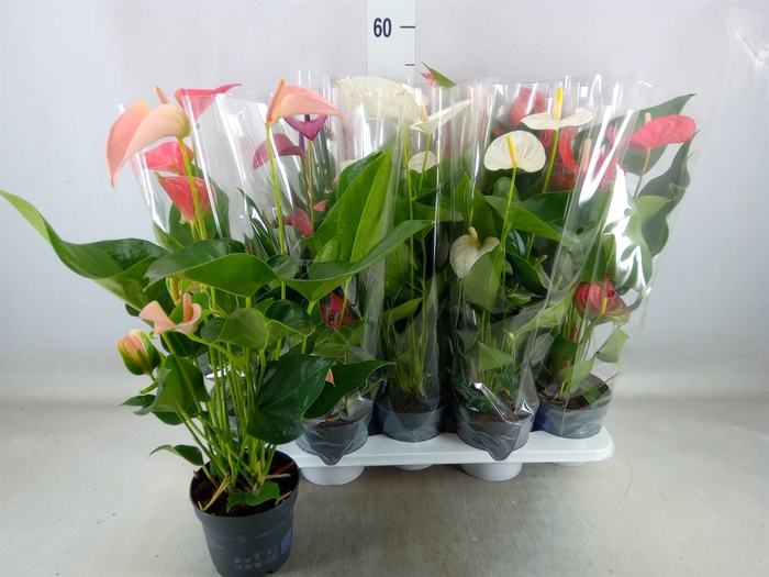 <h4>Anthurium   ...mix</h4>