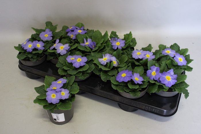 Primula acaulis Light Blue