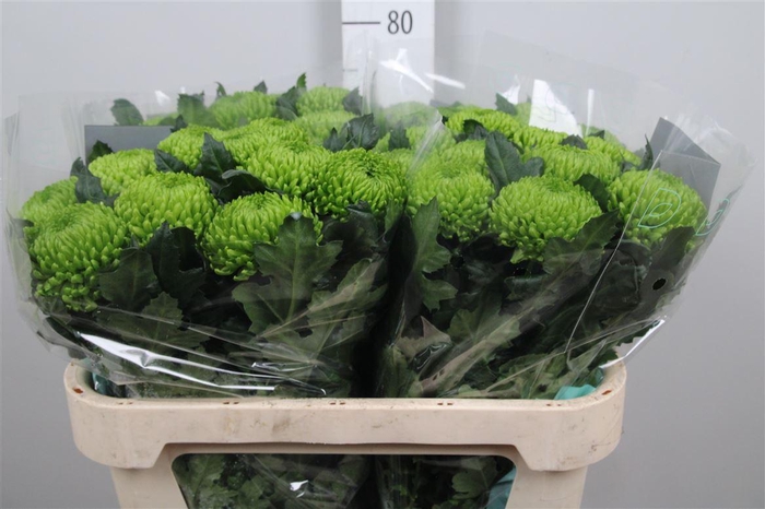 <h4>Chr G Alemani</h4>