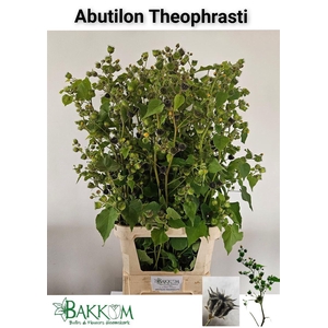 Abutilon Theophrasti