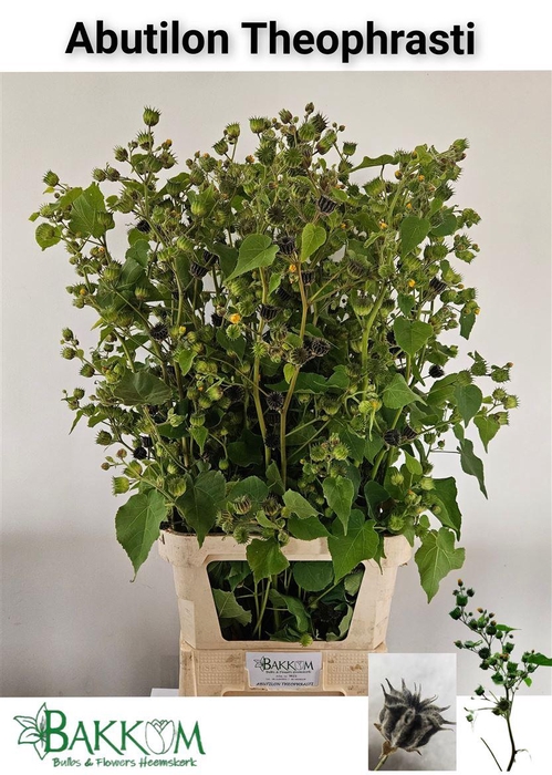 <h4>Abutilon Theophrasti</h4>