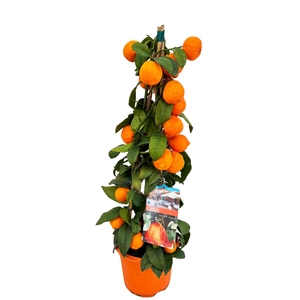 Citrus lemon rosso piramide