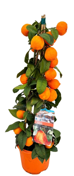 <h4>Citrus lemon rosso piramide</h4>