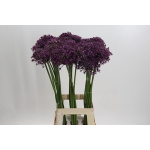 Allium Miami