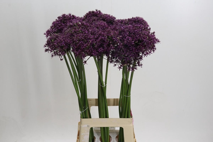 Allium Miami