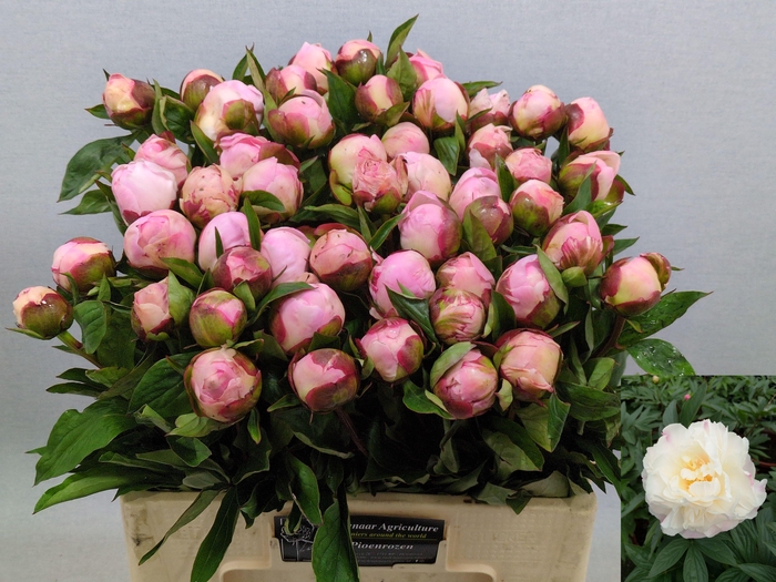 <h4>PAEO L GARDENIA</h4>