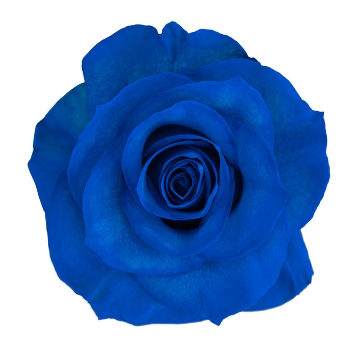 <h4>Rosa ec paint blue</h4>