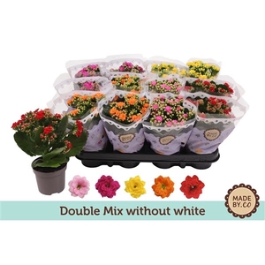 Kalanchoë Double Mix without white