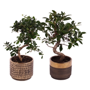 Bonsai Indoor Mix Ø12cm S-Shape in Ø 13cm Ceramic PL568