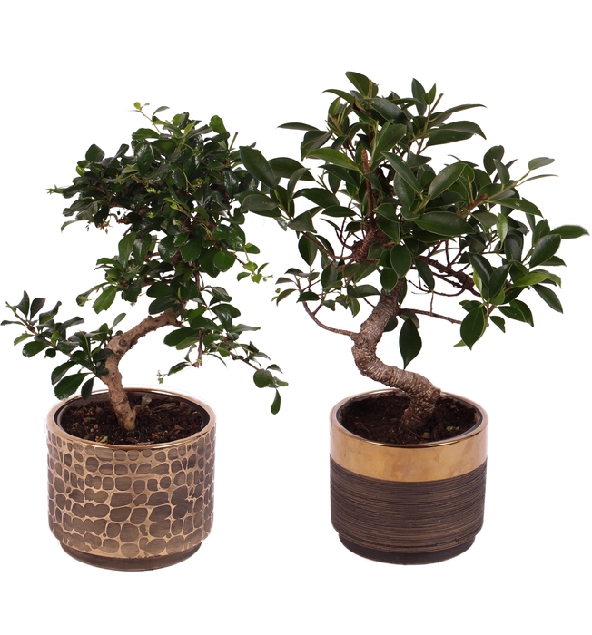 <h4>Bonsai Indoor Mix Ø12cm S-Shape in Ø 13cm Ceramic PL568</h4>