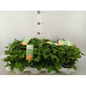 Pelargonium   ...mix smelling