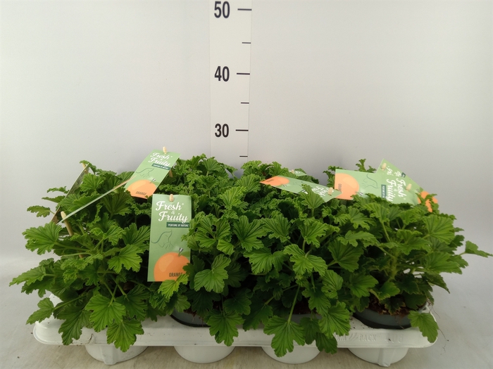 <h4>Pelargonium   ...mix smelling</h4>