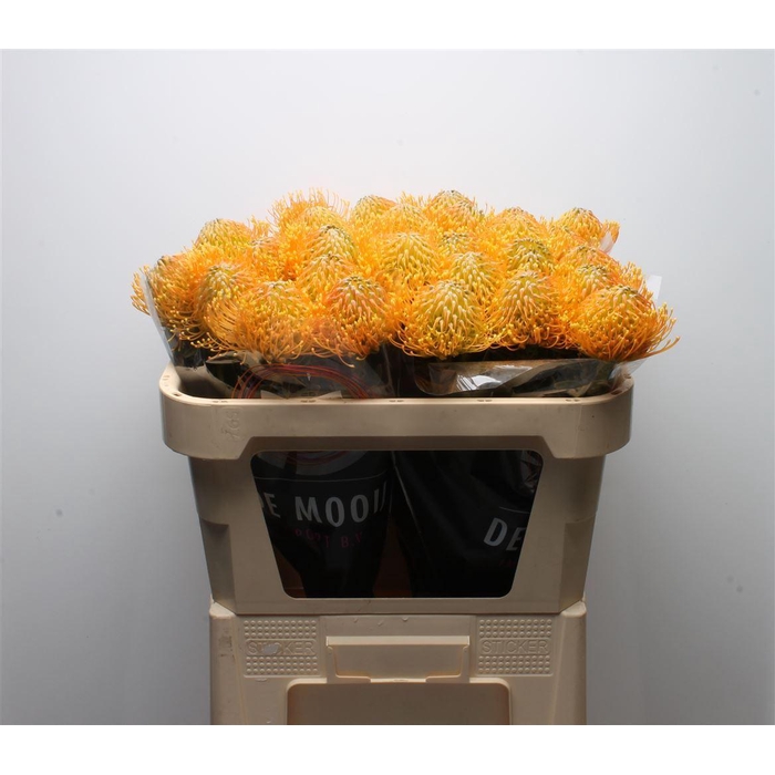 <h4>Leuco Catherina</h4>