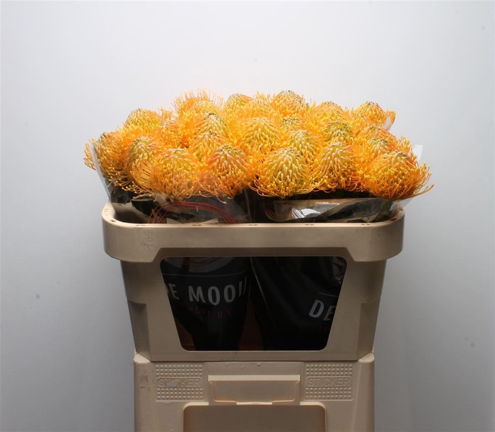 <h4>Leuco Catherina</h4>