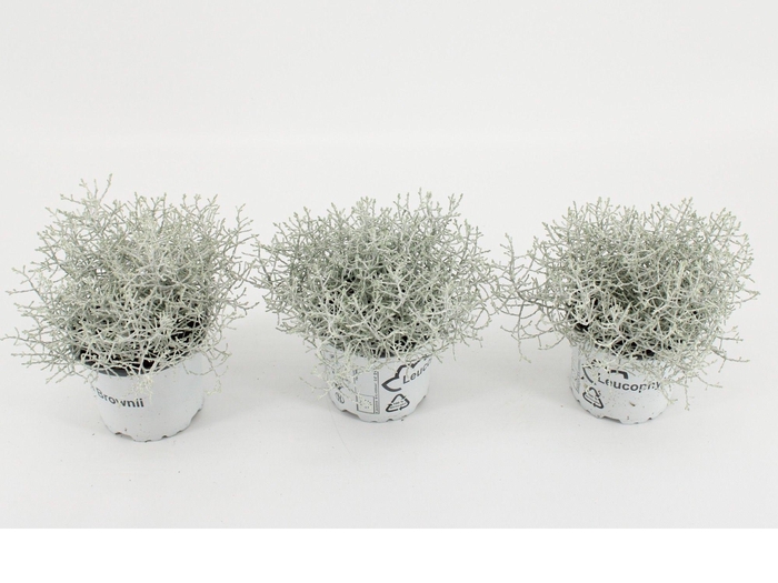 <h4>Calocephalus Brownii</h4>
