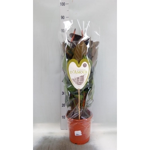 Anthurium andr. 'Beauty Black'