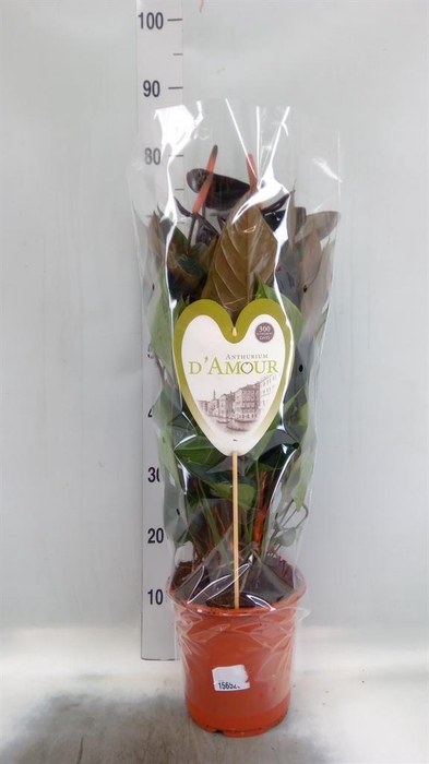 <h4>Anthurium andr. 'Beauty Black'</h4>