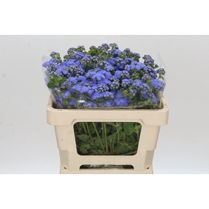 AGER H BLUE PLANET