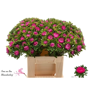Callis Mats Pink