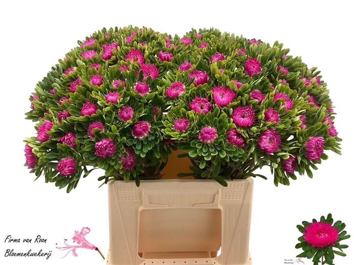 <h4>Callis Mats Pink</h4>