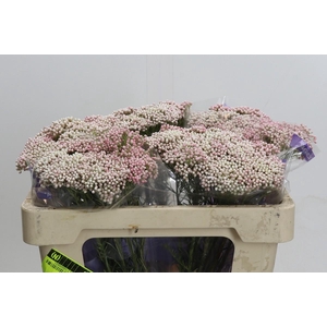 Ozothamnus Cooks Pink