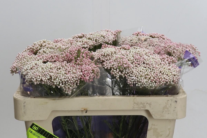 <h4>Ozothamnus Cooks Tall Pink</h4>