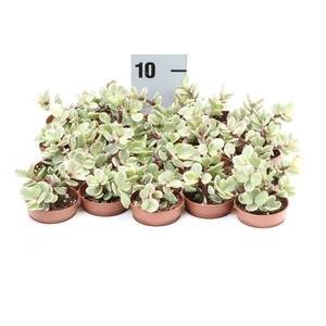 Succulents   ...