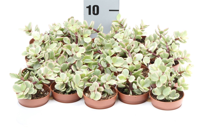 <h4>Succulents   ...</h4>