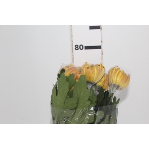 ANASTASIA DARK FUEGO 080 CM