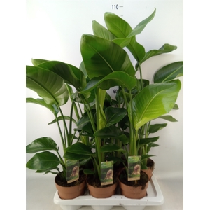 Strelitzia nicolai