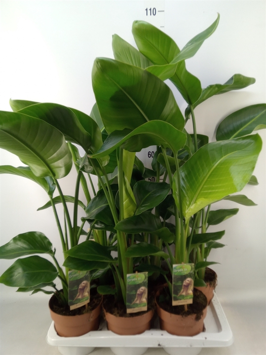 <h4>Strelitzia nicolai</h4>