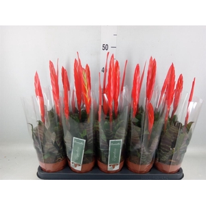 Vriesea  'Era'
